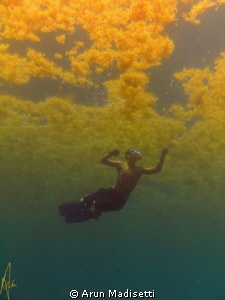 Weed line fun. SeaLife Dc1000 by Arun Madisetti 